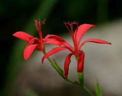 Freesia grandiflora (Baker) Klatt resmi