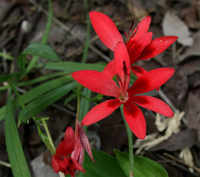 Image of Freesia grandiflora (Baker) Klatt