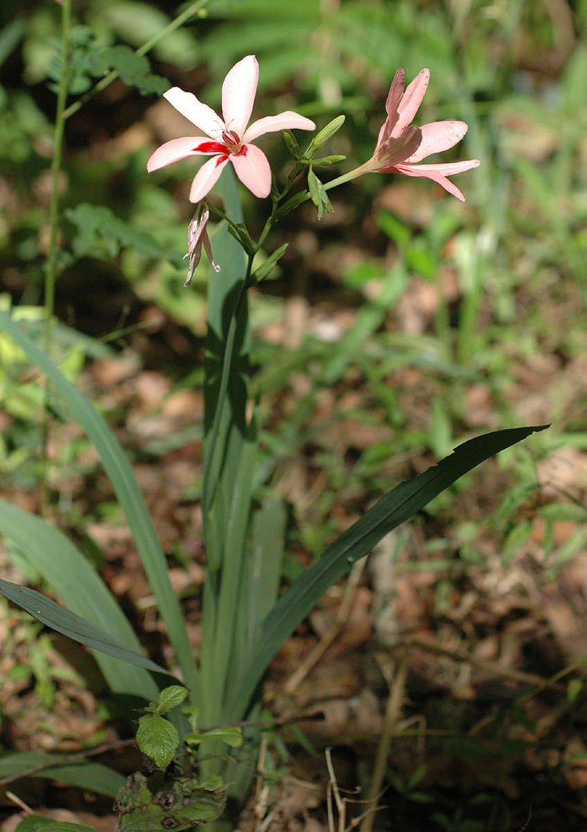 Freesia grandiflora (Baker) Klatt resmi