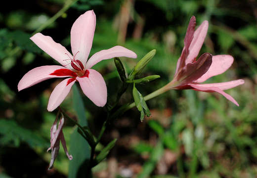 Freesia grandiflora (Baker) Klatt resmi