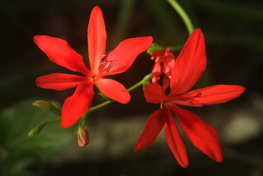 Freesia grandiflora (Baker) Klatt resmi