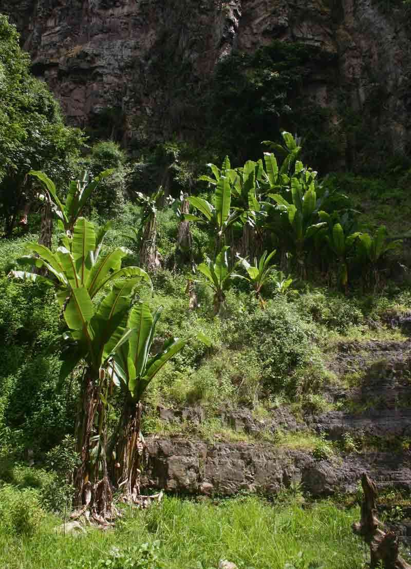 Imagem de Ensete