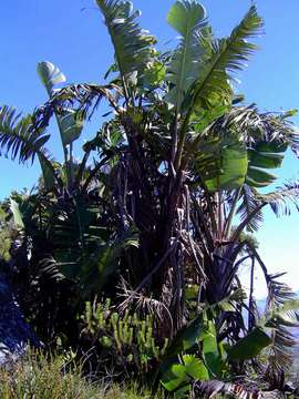 Image of bird-of-paradise family