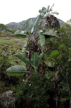 Image of bird-of-paradise family