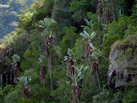 Image of bird-of-paradise family