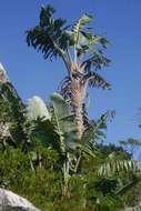 Image of bird-of-paradise family