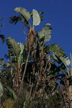 Image of bird-of-paradise family