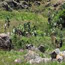 Image of Mountain strelitzia