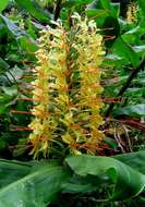 Слика од Hedychium