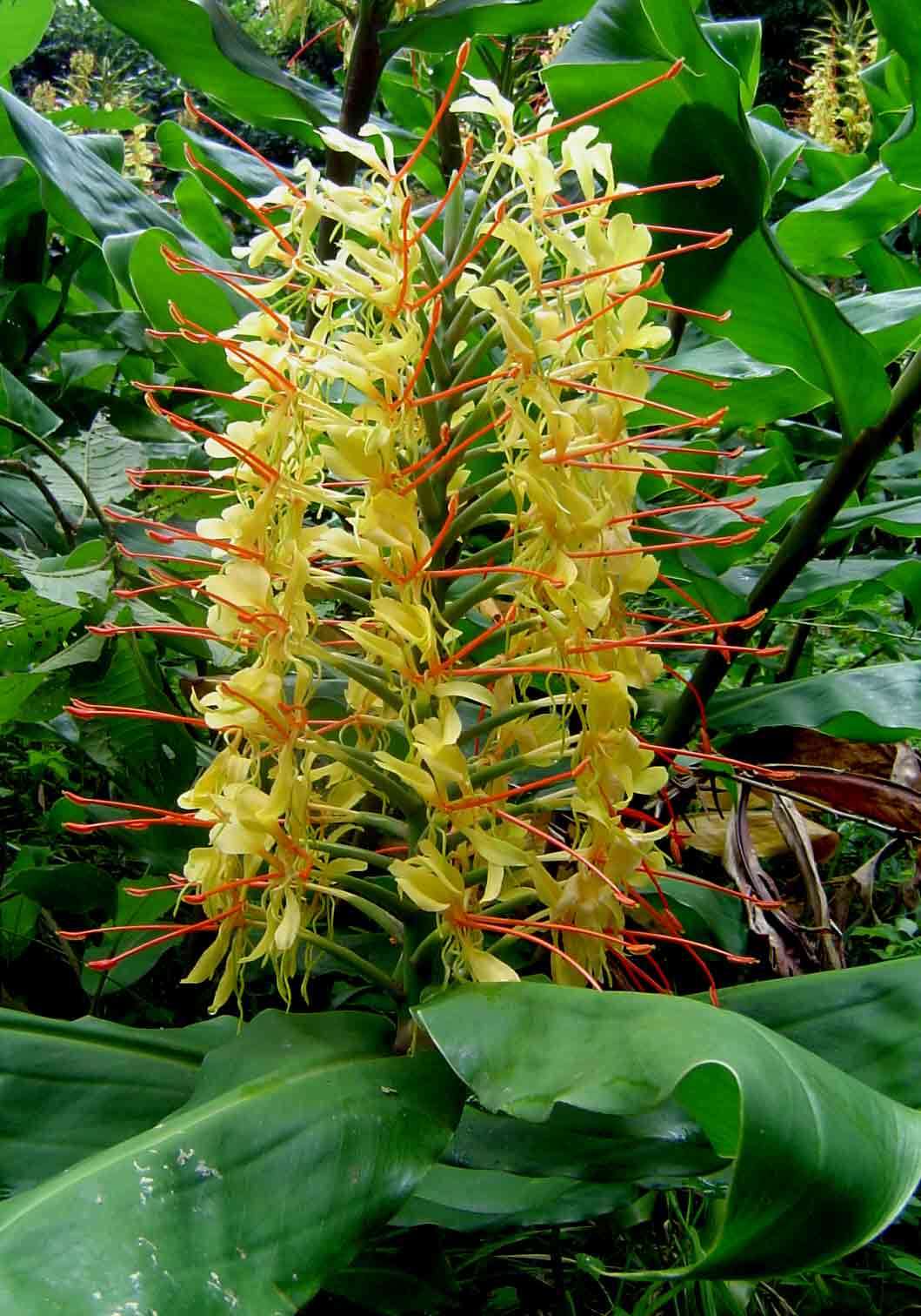 Hedychium resmi