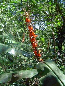 Imagem de Hedychium