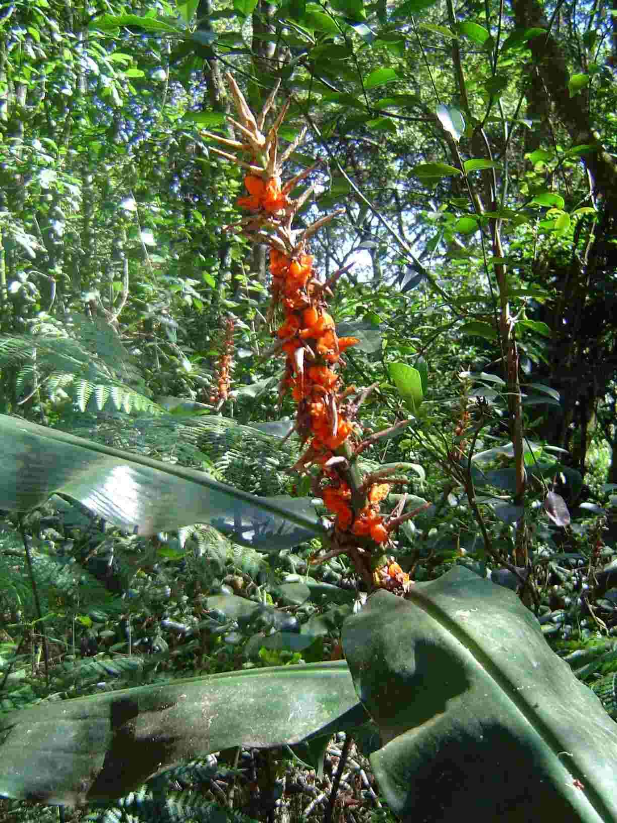 Слика од Hedychium