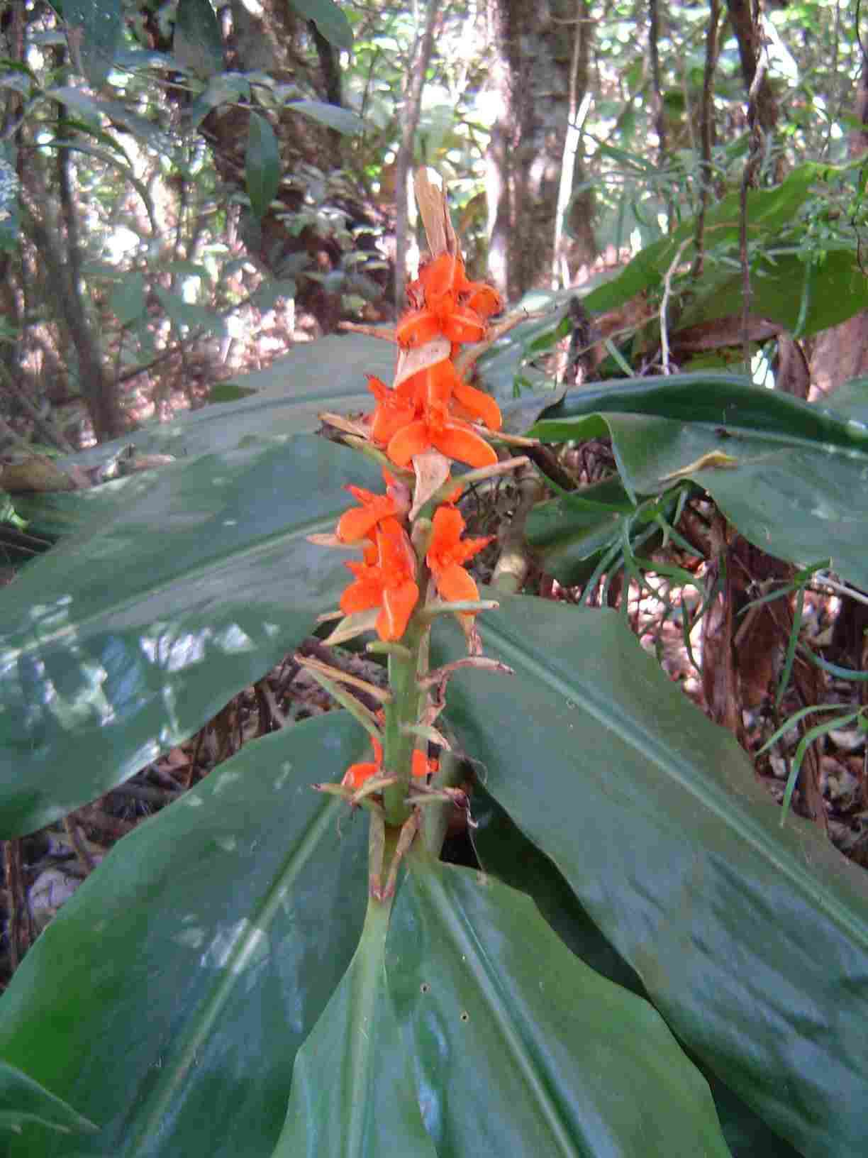 Слика од Hedychium