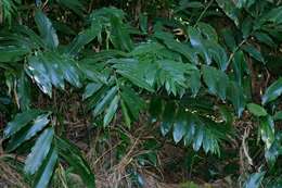 Image of Guinea Grains