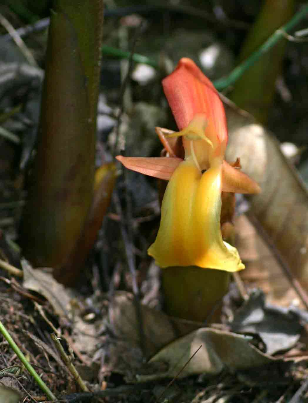 Image of Guinea Grains