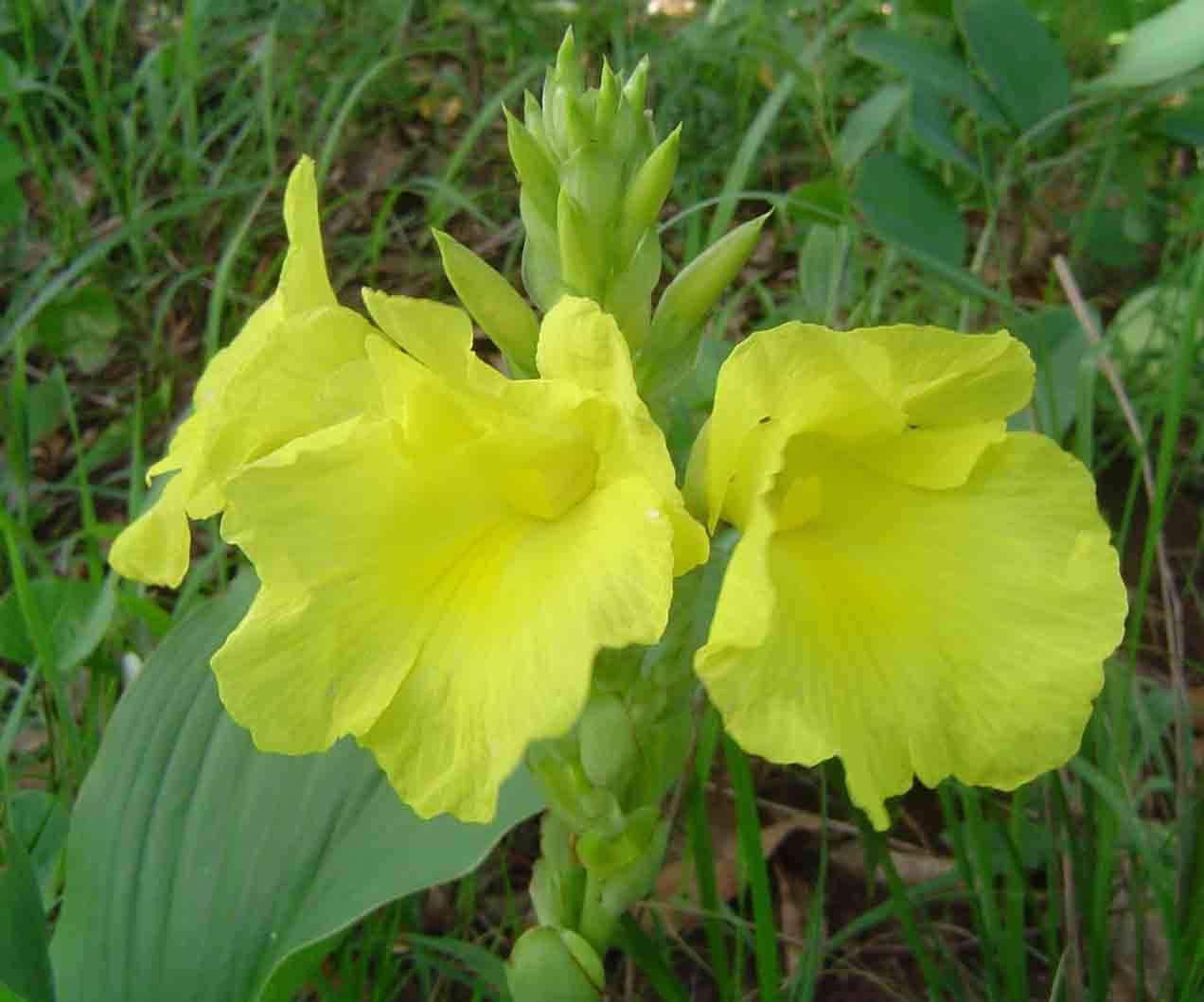 Image of Yellow ginger