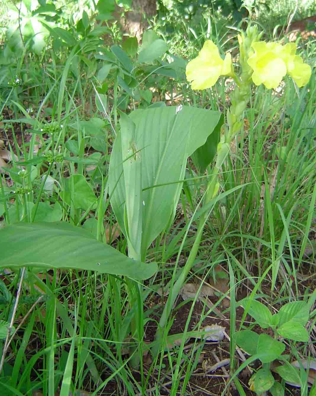 Image of Yellow ginger