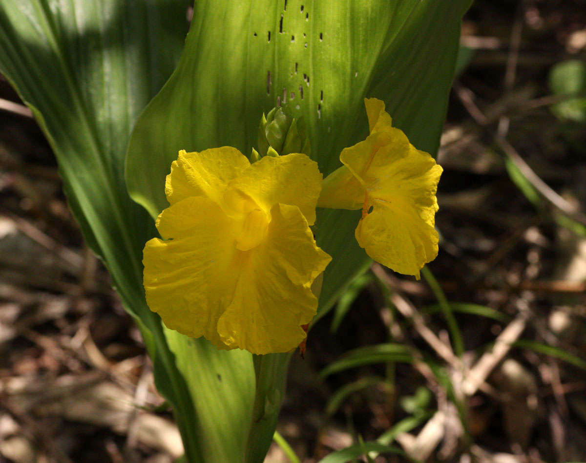 Image of Yellow ginger
