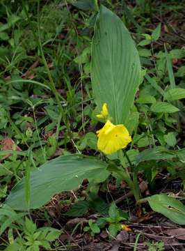 Image of Yellow ginger