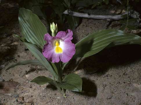 Image of Yellow ginger