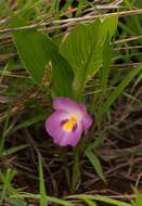 Image of Yellow ginger