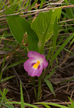 Image of Yellow ginger