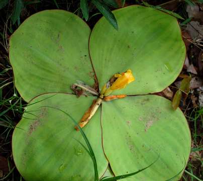 Imagem de Costus spectabilis (Fenzl) K. Schum.