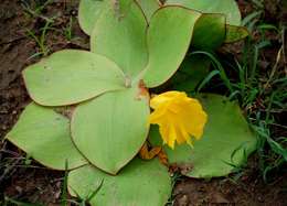 Image of Costus spectabilis (Fenzl) K. Schum.