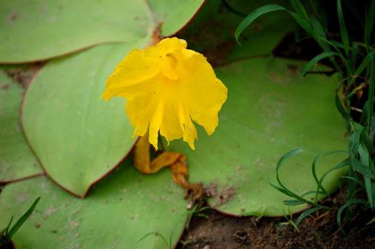 Imagem de Costus spectabilis (Fenzl) K. Schum.