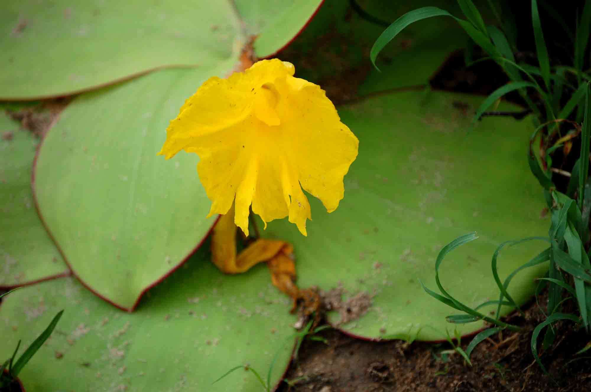 Image of Costus spectabilis (Fenzl) K. Schum.