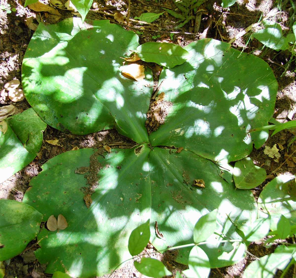 Image of Costus spectabilis (Fenzl) K. Schum.