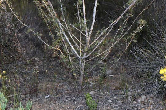 Image of Grevillea hortiorum