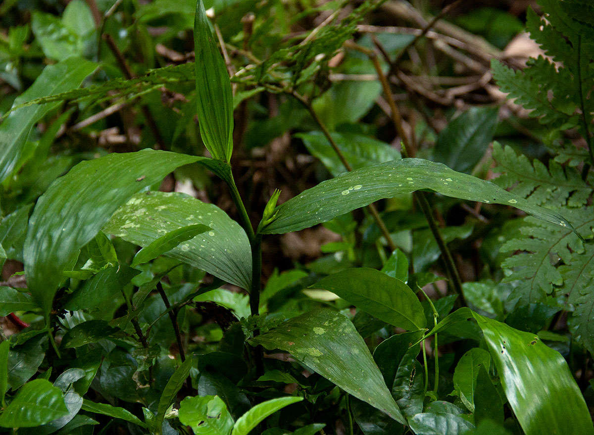 Image of crow orchid