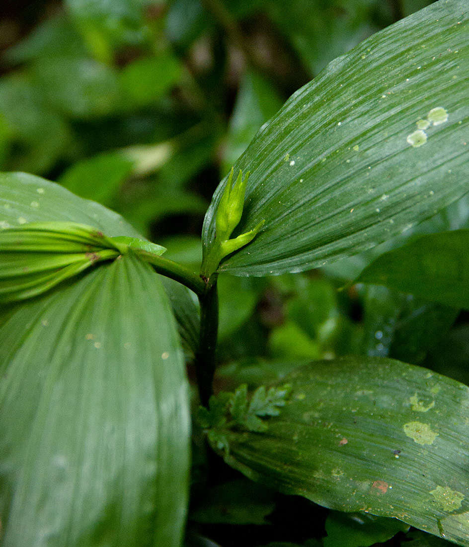 Image of crow orchid