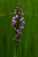 Brachycorythis resmi