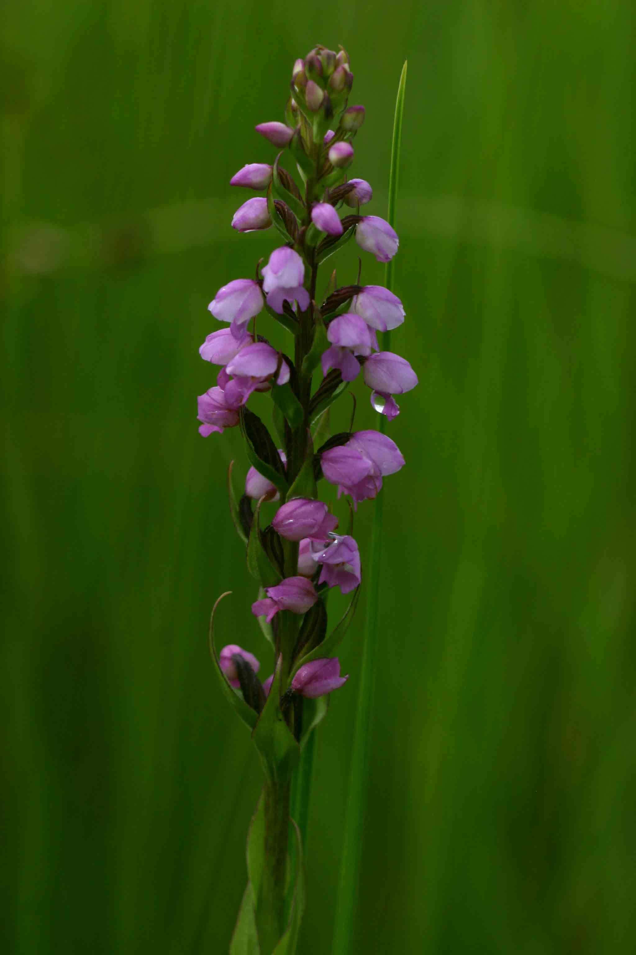 Image of Brachycorythis