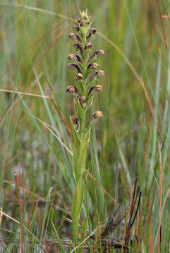 Image de Brachycorythis inhambanensis (Schltr.) Schltr.