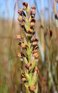 Image of Brachycorythis inhambanensis (Schltr.) Schltr.