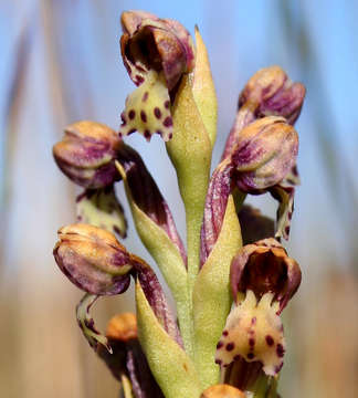 Image of Brachycorythis inhambanensis (Schltr.) Schltr.