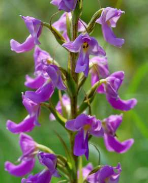 Image de Brachycorythis pleistophylla Rchb. fil.