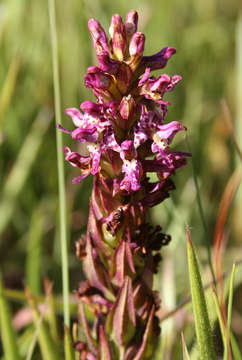 Image de Brachycorythis tenuior Rchb. fil.