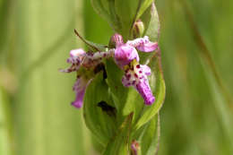Brachycorythis tenuior Rchb. fil. resmi