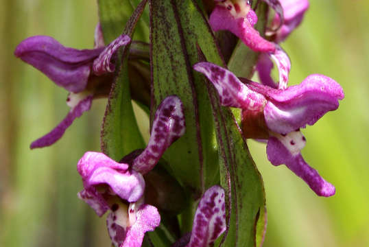 Image de Brachycorythis tenuior Rchb. fil.