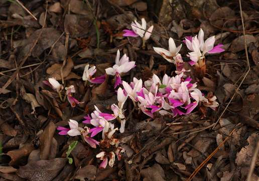 Image de Brachycorythis lastii Rolfe