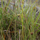 Sivun Neobolusia ciliata Summerh. kuva