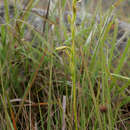 Image of Neobolusia ciliata Summerh.