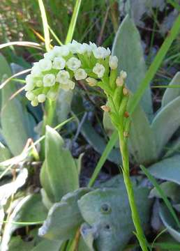 Schizochilus resmi