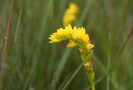 Schizochilus resmi