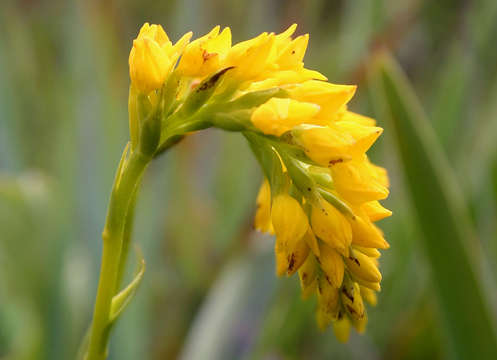 Image of Schizochilus