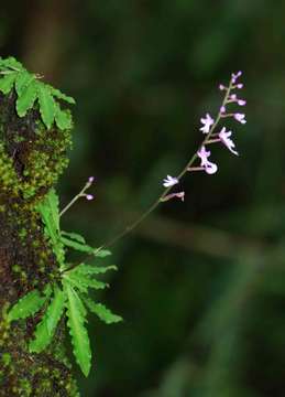 Image de Stenoglottis